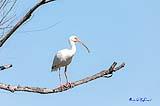 American White Ibis Port Aransas TX 2020